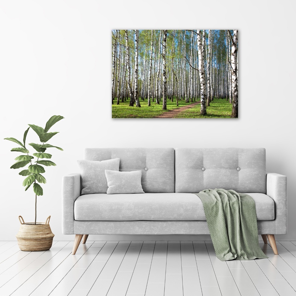 Tableau photo sur verre Forêt de bouleaux