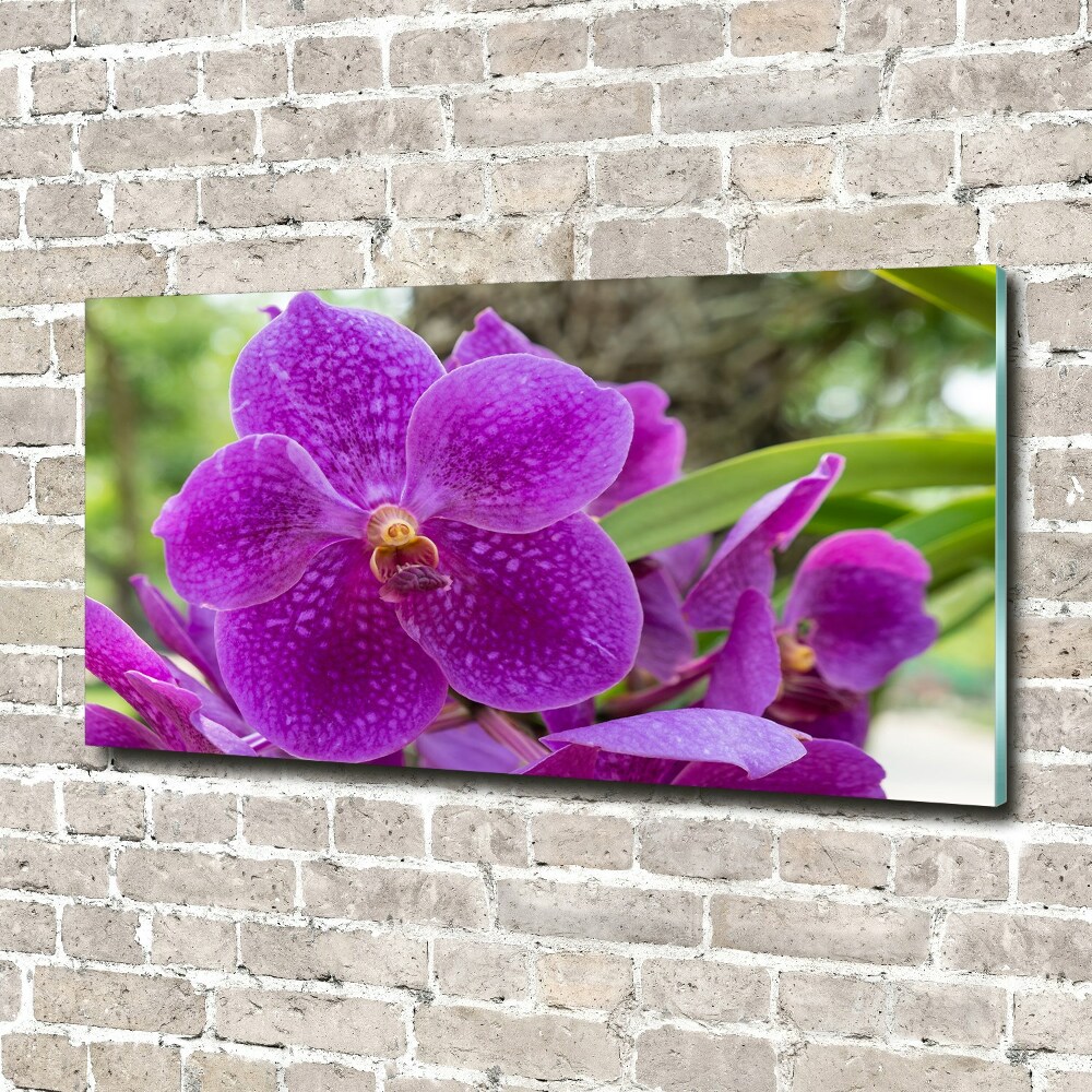 Tableau imprimé sur verre Fleur d'orchidée