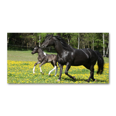 Tableau photo sur verre Jument et poulain