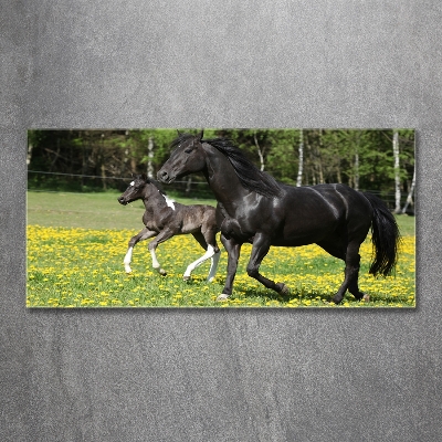 Tableau photo sur verre Jument et poulain