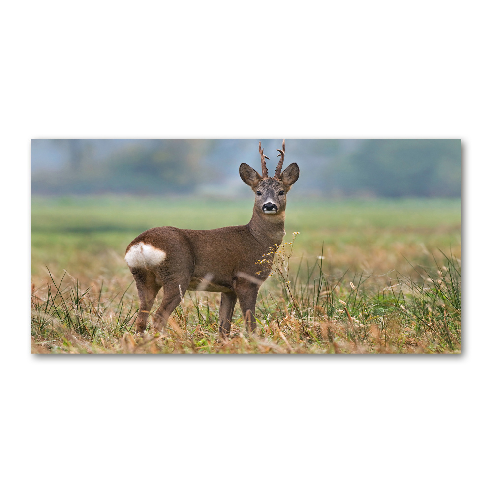 Tableau sur verre Cerf