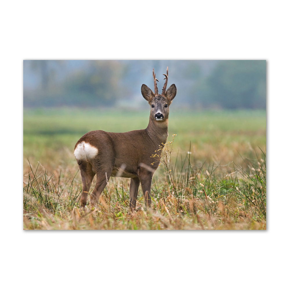 Tableau sur verre Cerf