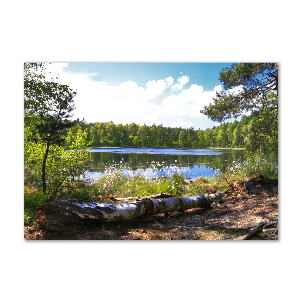 Tableau photo sur verre Panorama de la forêt