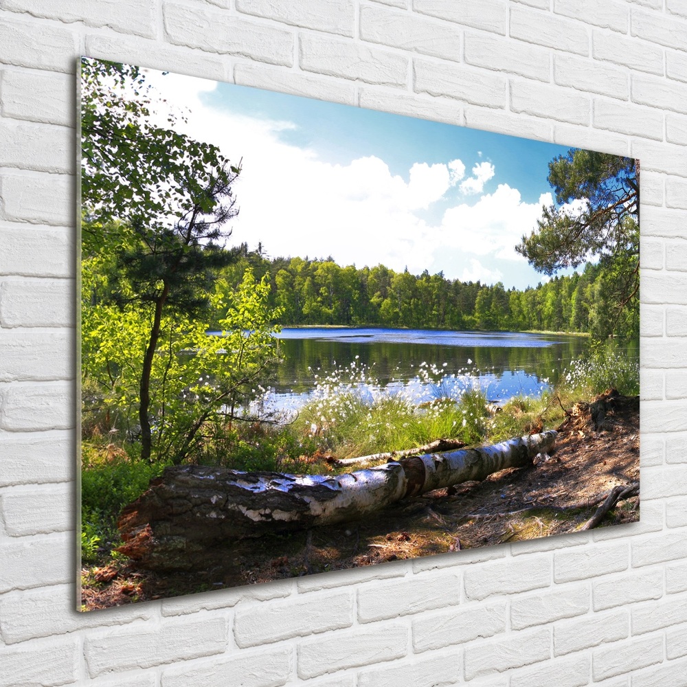 Tableau photo sur verre Panorama de la forêt