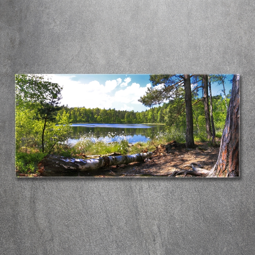 Tableau photo sur verre Panorama de la forêt