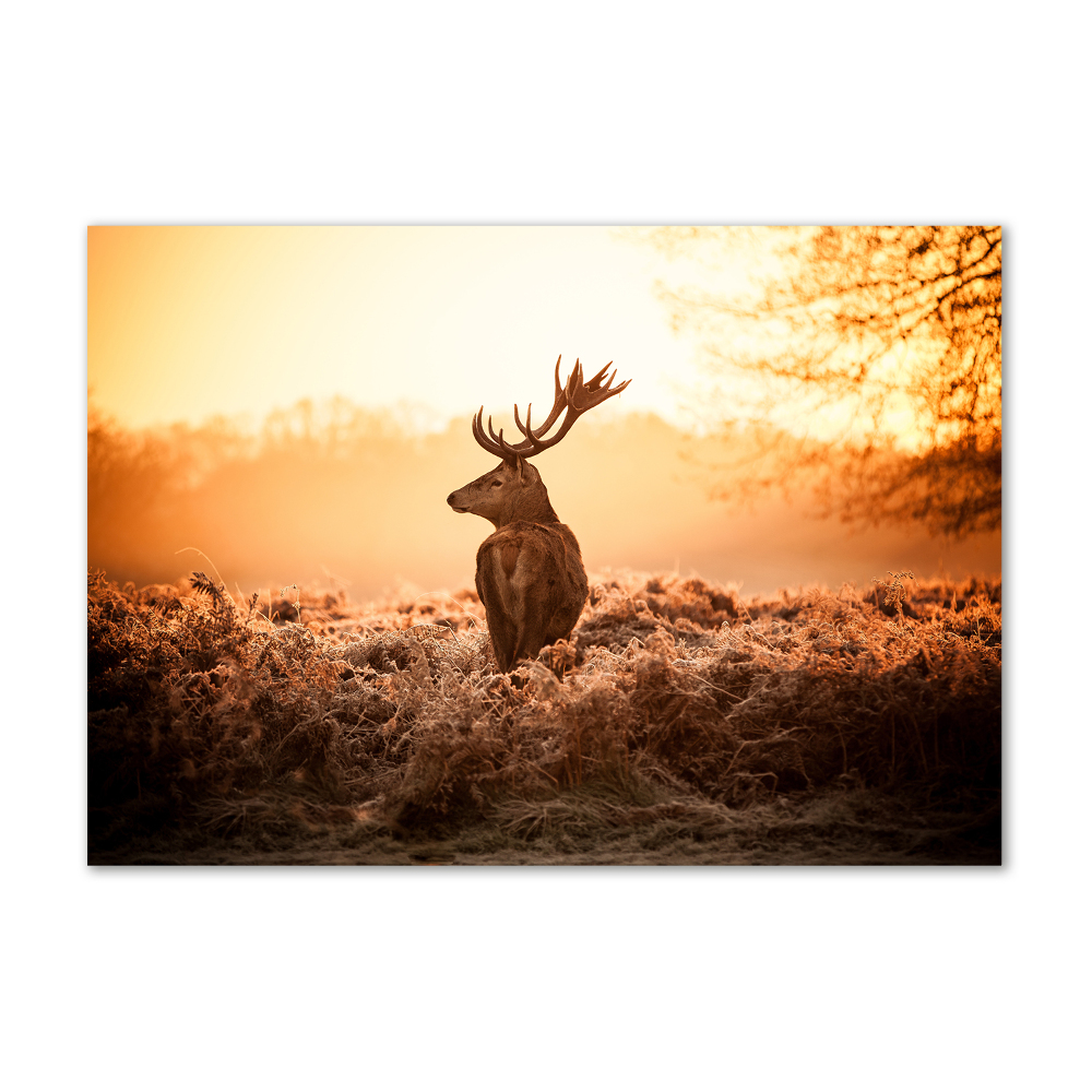 Tableau en verre Cerf au lever du soleil