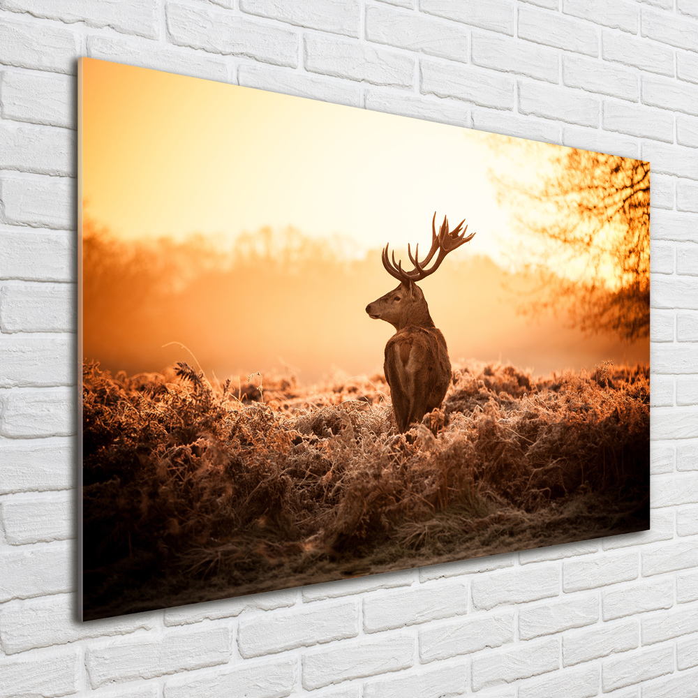 Tableau en verre Cerf au lever du soleil