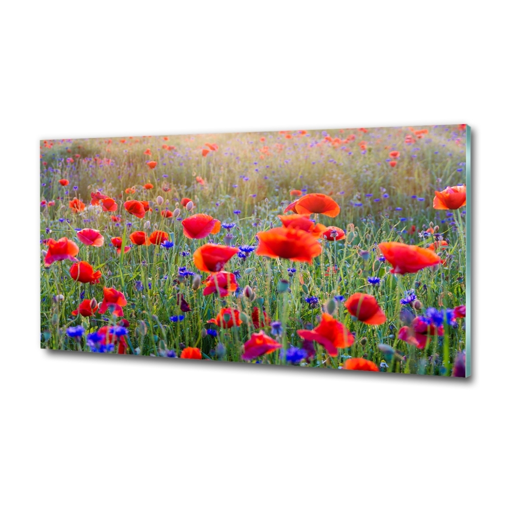 Tableau photo sur verre Fleurs de champ