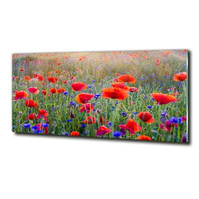 Tableau photo sur verre Fleurs de champ