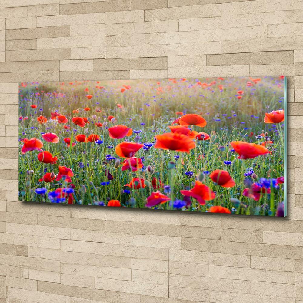 Tableau photo sur verre Fleurs de champ