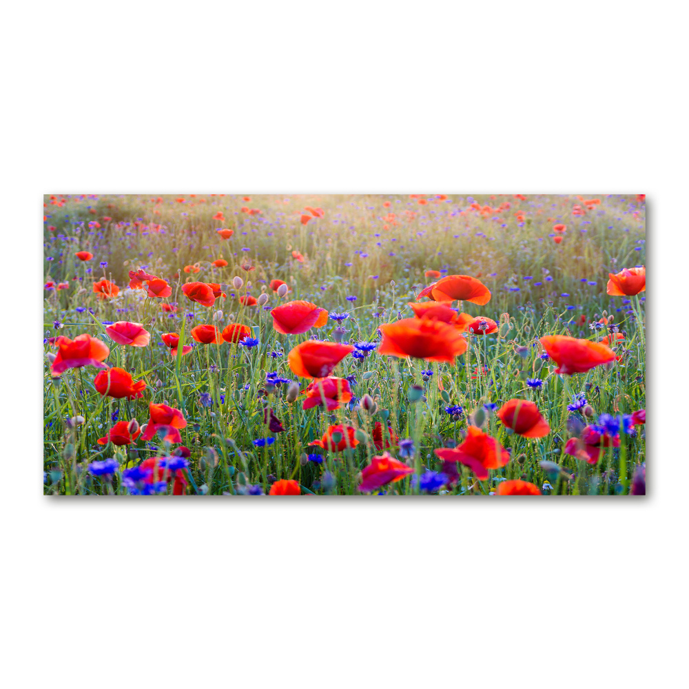 Tableau photo sur verre Fleurs de champ