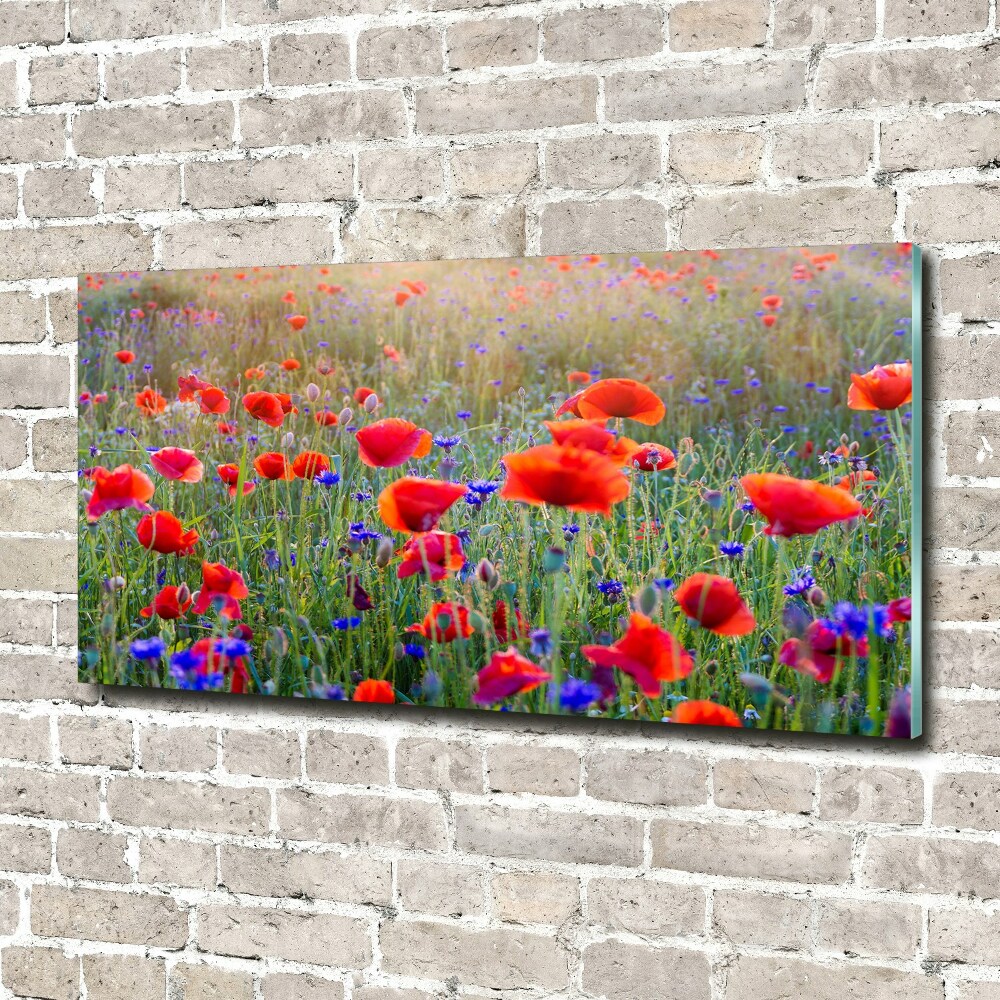 Tableau photo sur verre Fleurs de champ