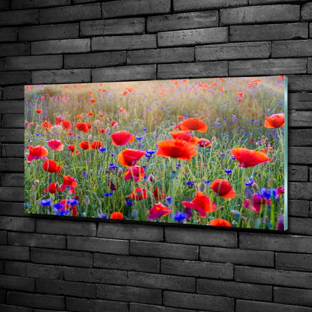 Tableau photo sur verre Fleurs de champ