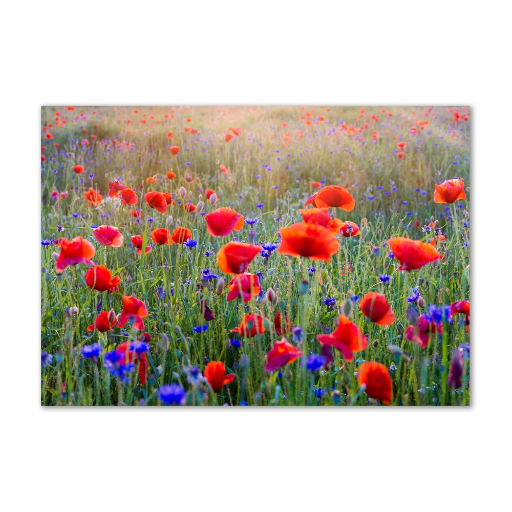 Tableau photo sur verre Fleurs de champ