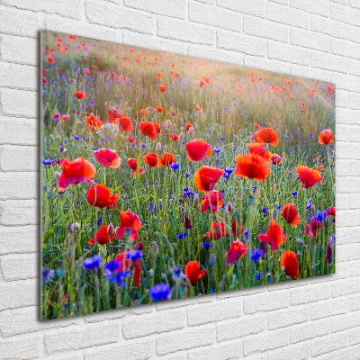 Tableau photo sur verre Fleurs de champ