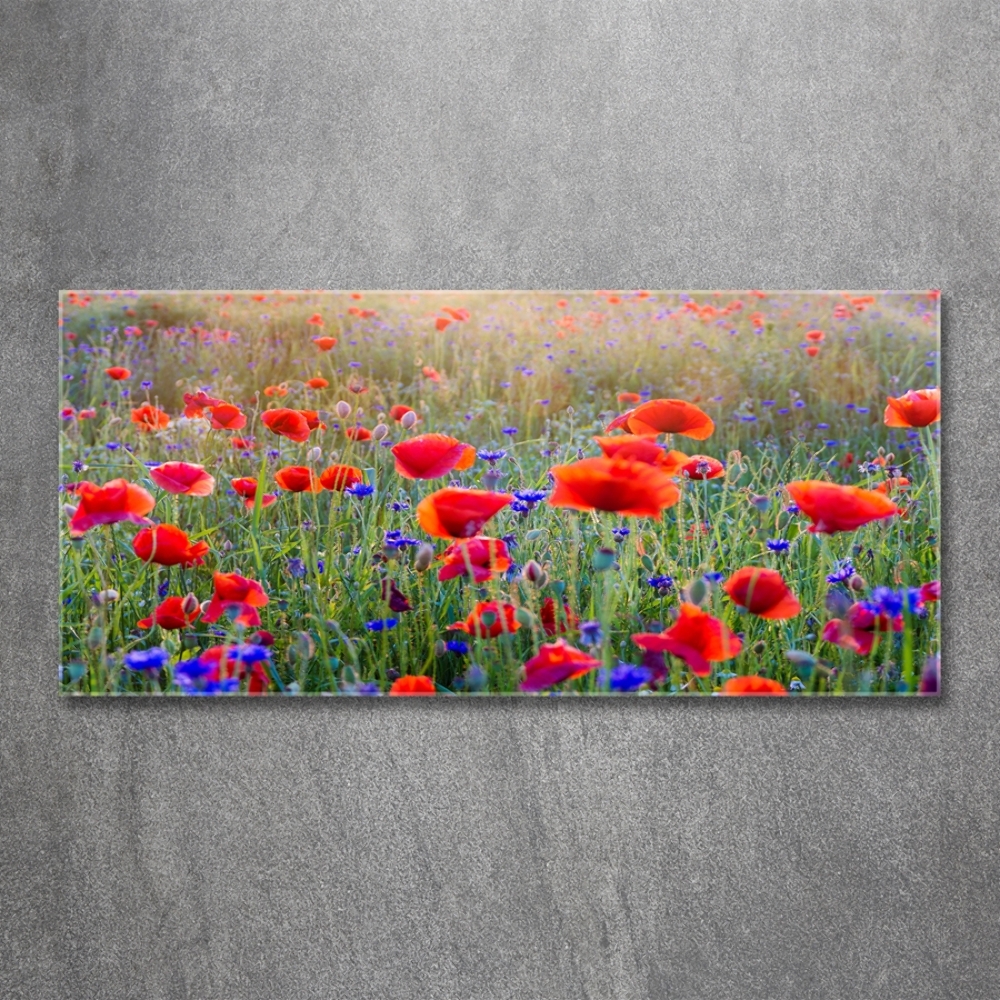 Tableau photo sur verre Fleurs de champ