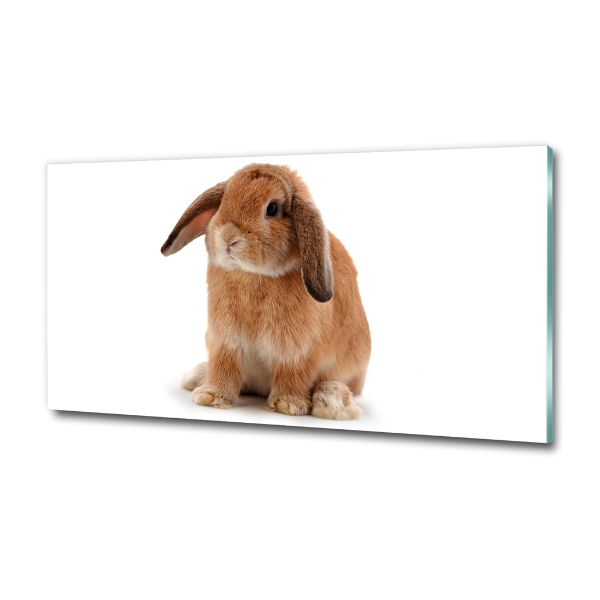 Tableau en verre Lapin roux