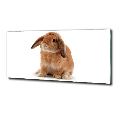 Tableau en verre Lapin roux