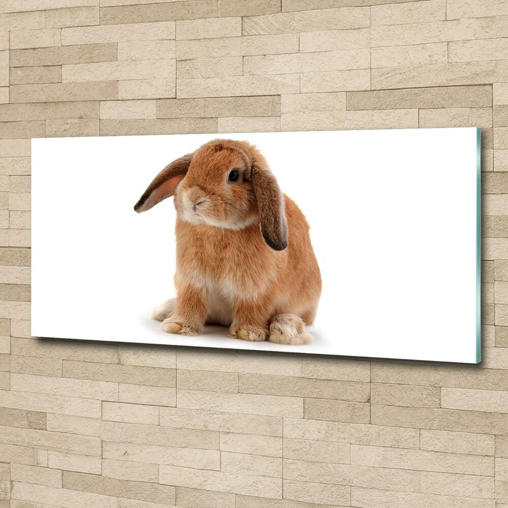 Tableau en verre Lapin roux