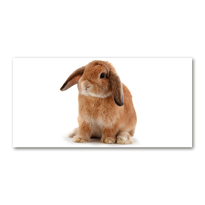 Tableau en verre Lapin roux