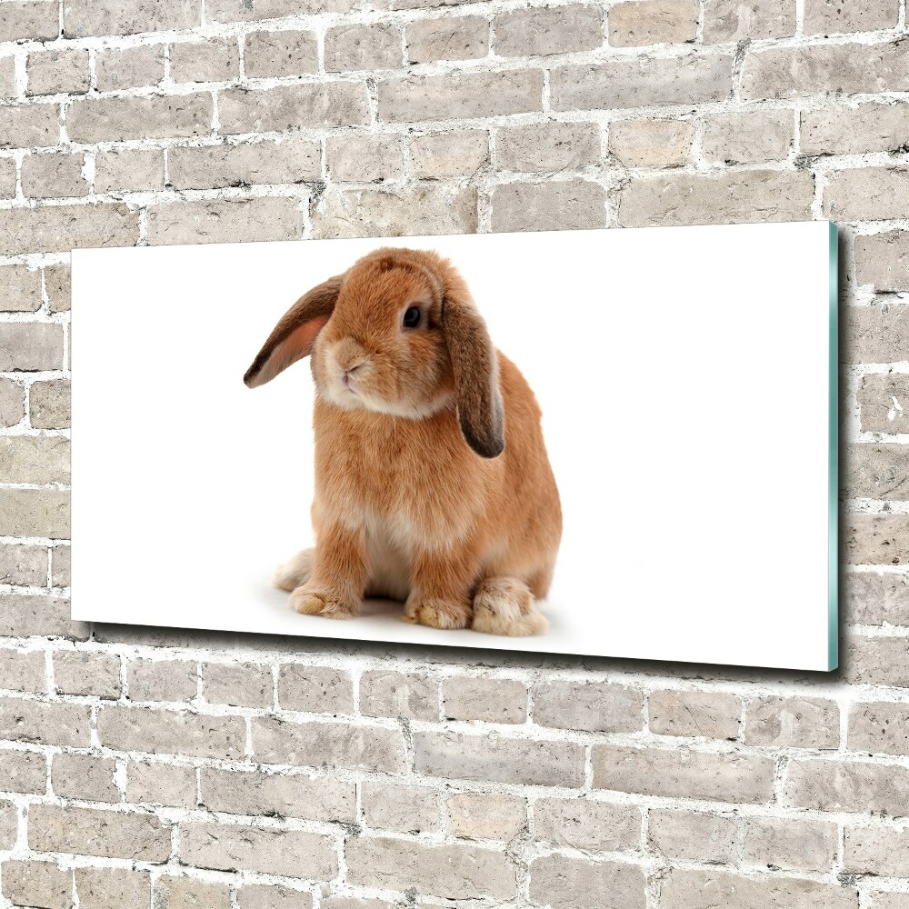 Tableau en verre Lapin roux