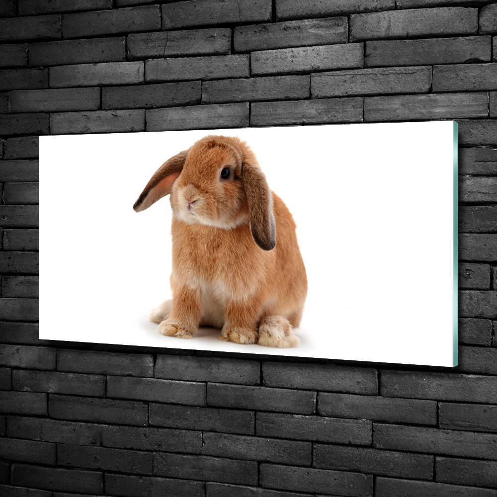 Tableau en verre Lapin roux