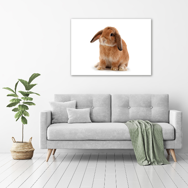 Tableau en verre Lapin roux