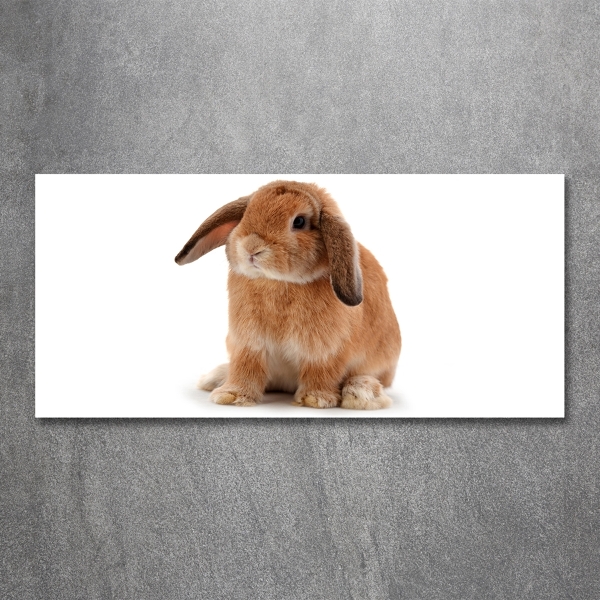 Tableau en verre Lapin roux
