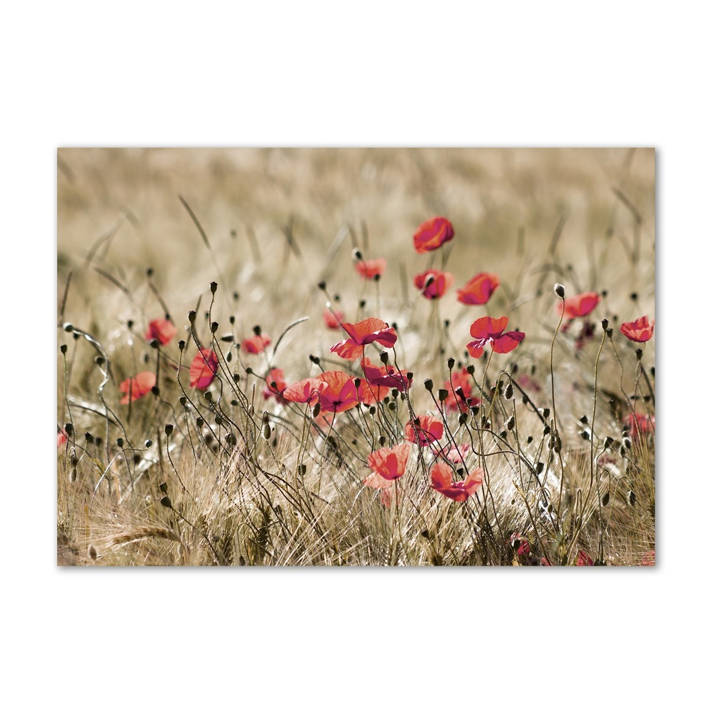 Tableau verre imprimé Coquelicots