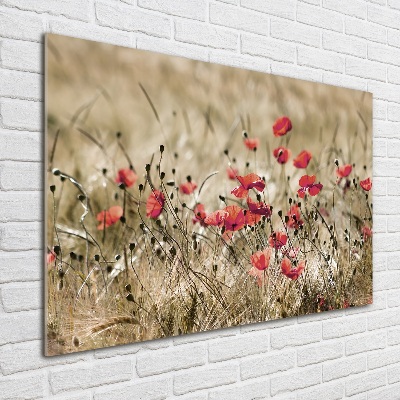 Tableau verre imprimé Coquelicots