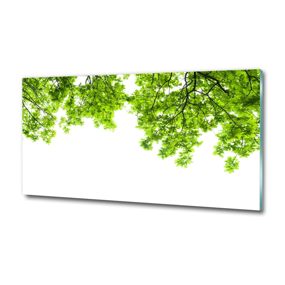 Tableau imprimé sur verre Feuilles de chêne