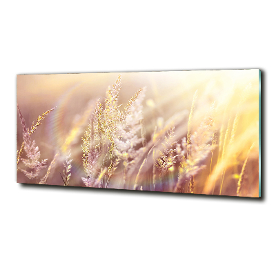 Tableau photo sur verre Grandes herbes