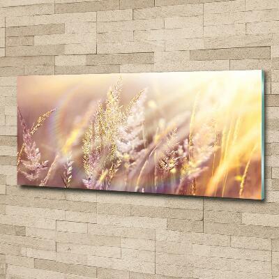 Tableau photo sur verre Grandes herbes