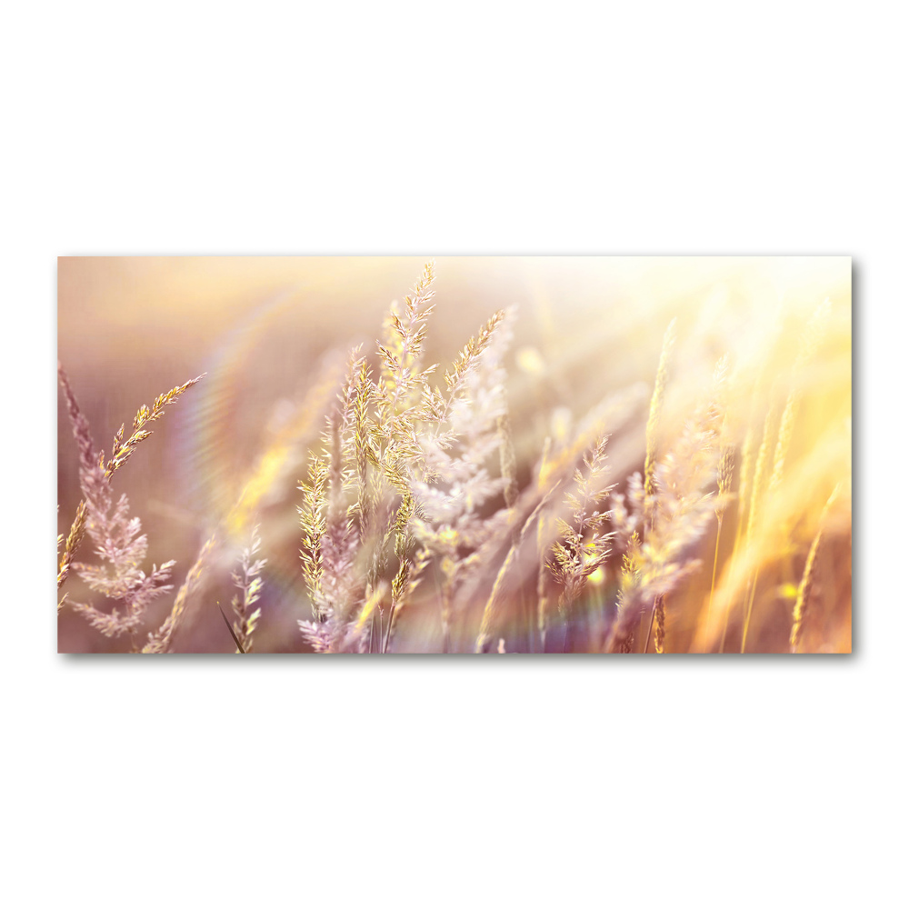 Tableau photo sur verre Grandes herbes