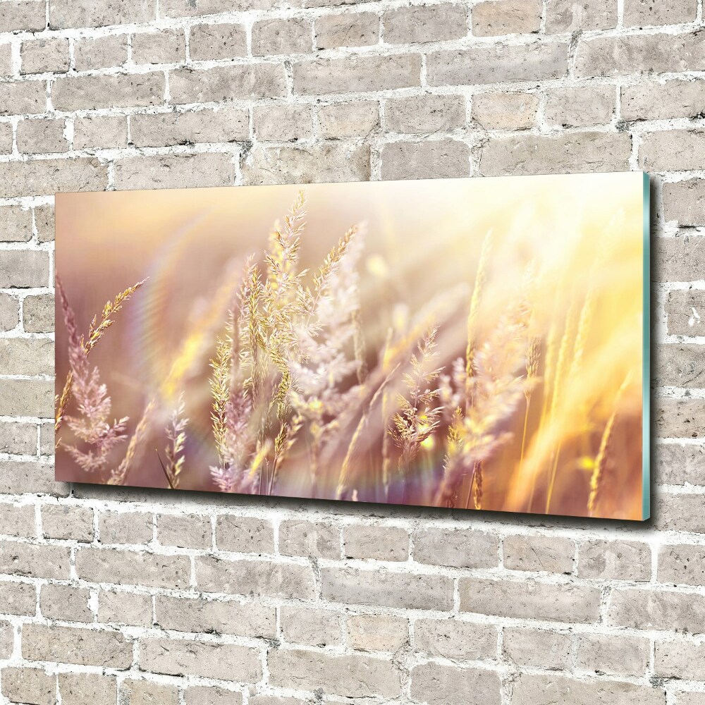 Tableau photo sur verre Grandes herbes