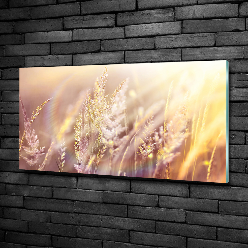 Tableau photo sur verre Grandes herbes