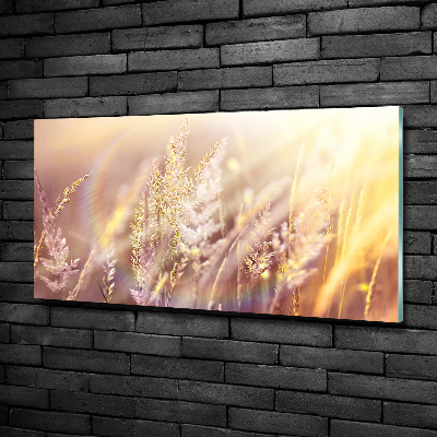 Tableau photo sur verre Grandes herbes