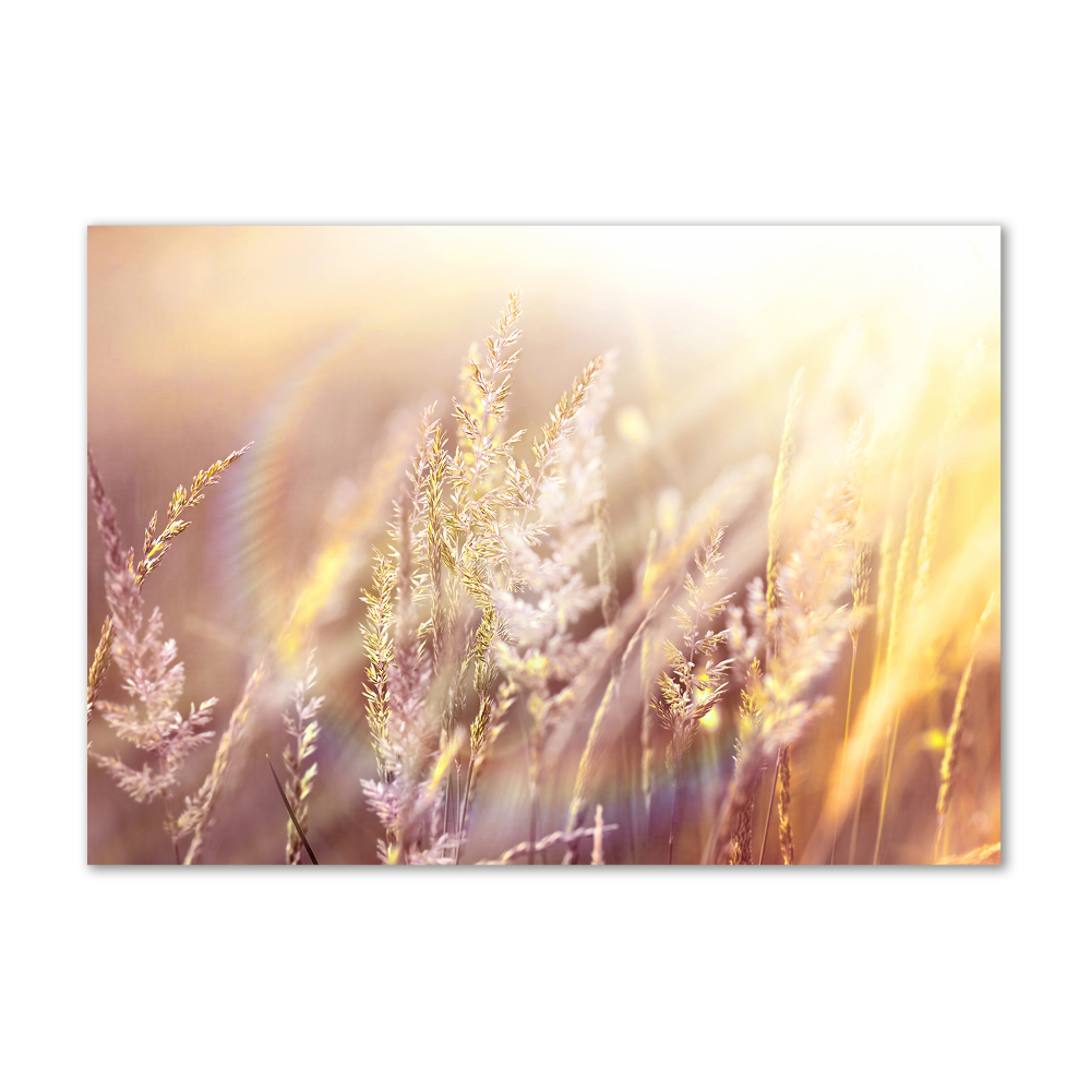 Tableau photo sur verre Grandes herbes