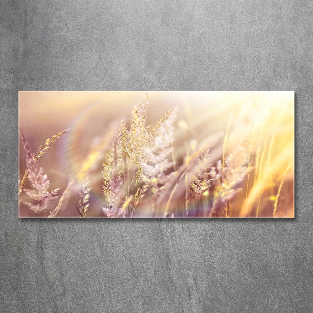 Tableau photo sur verre Grandes herbes