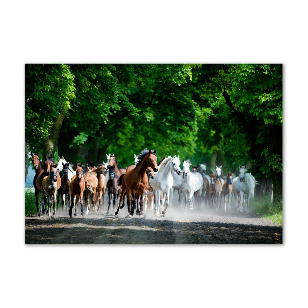 Tableau en verre Chevaux au galop