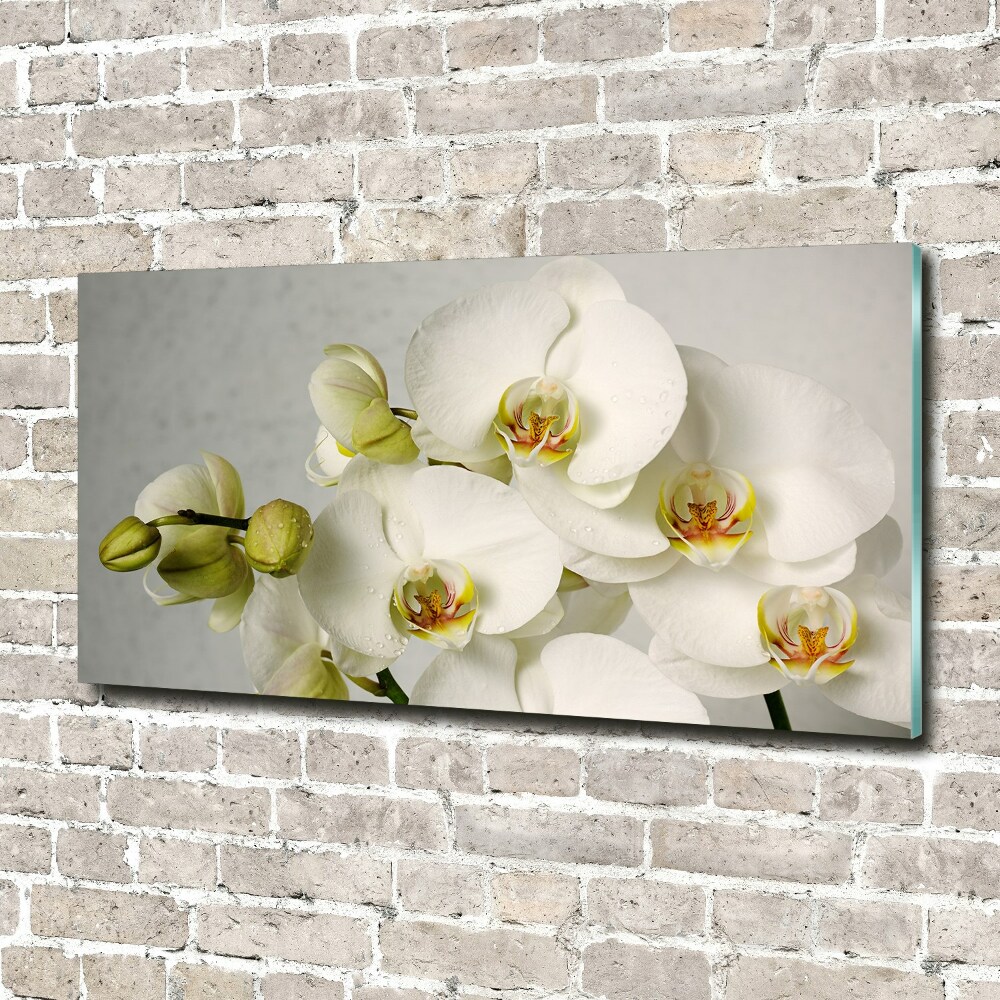 Tableau en verre Orchidée blanche