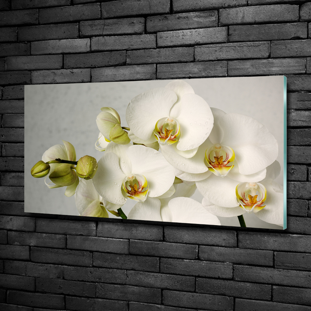 Tableau en verre Orchidée blanche