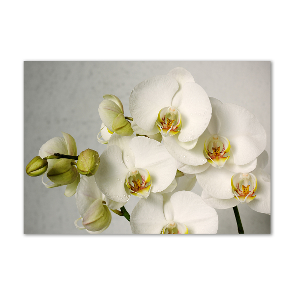Tableau en verre Orchidée blanche