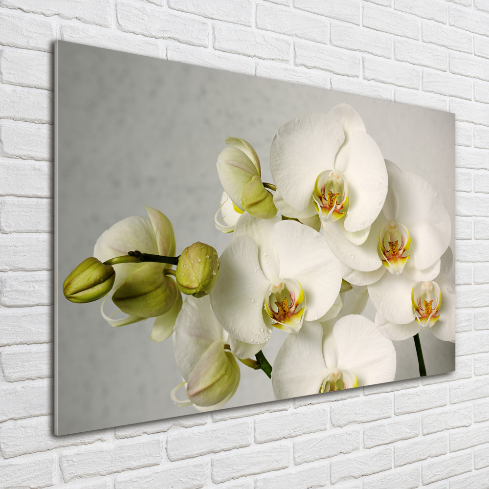 Tableau en verre Orchidée blanche