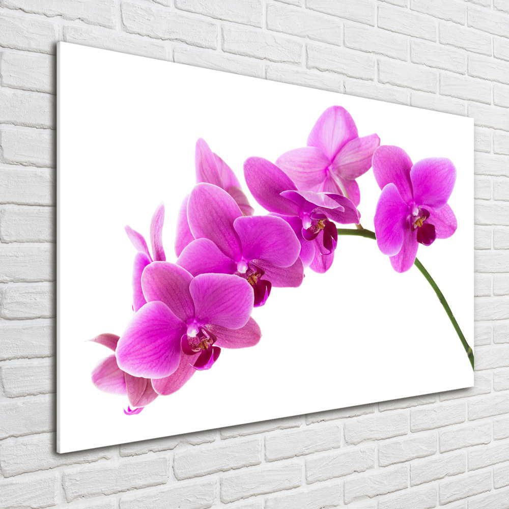 Tableau sur verre Orchidée rose