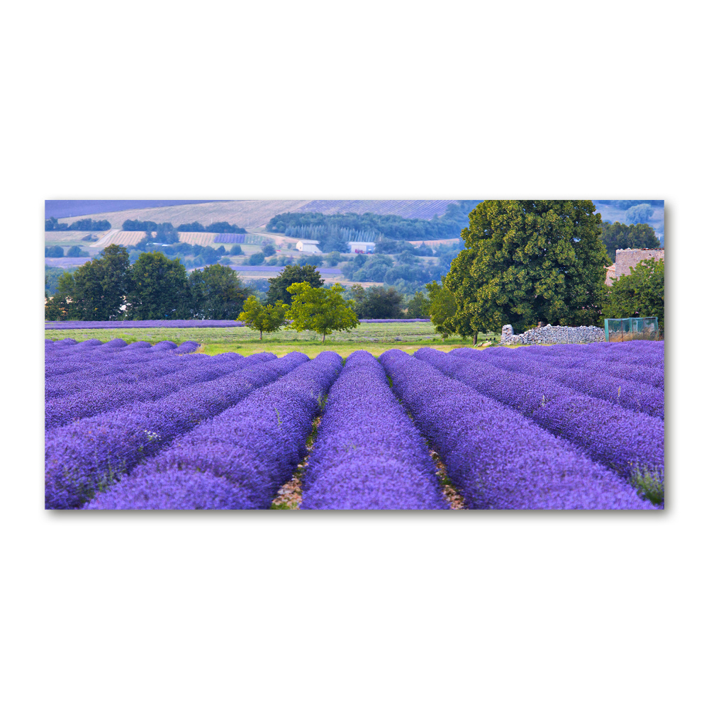 Tableau imprimé sur verre Champ de lavande