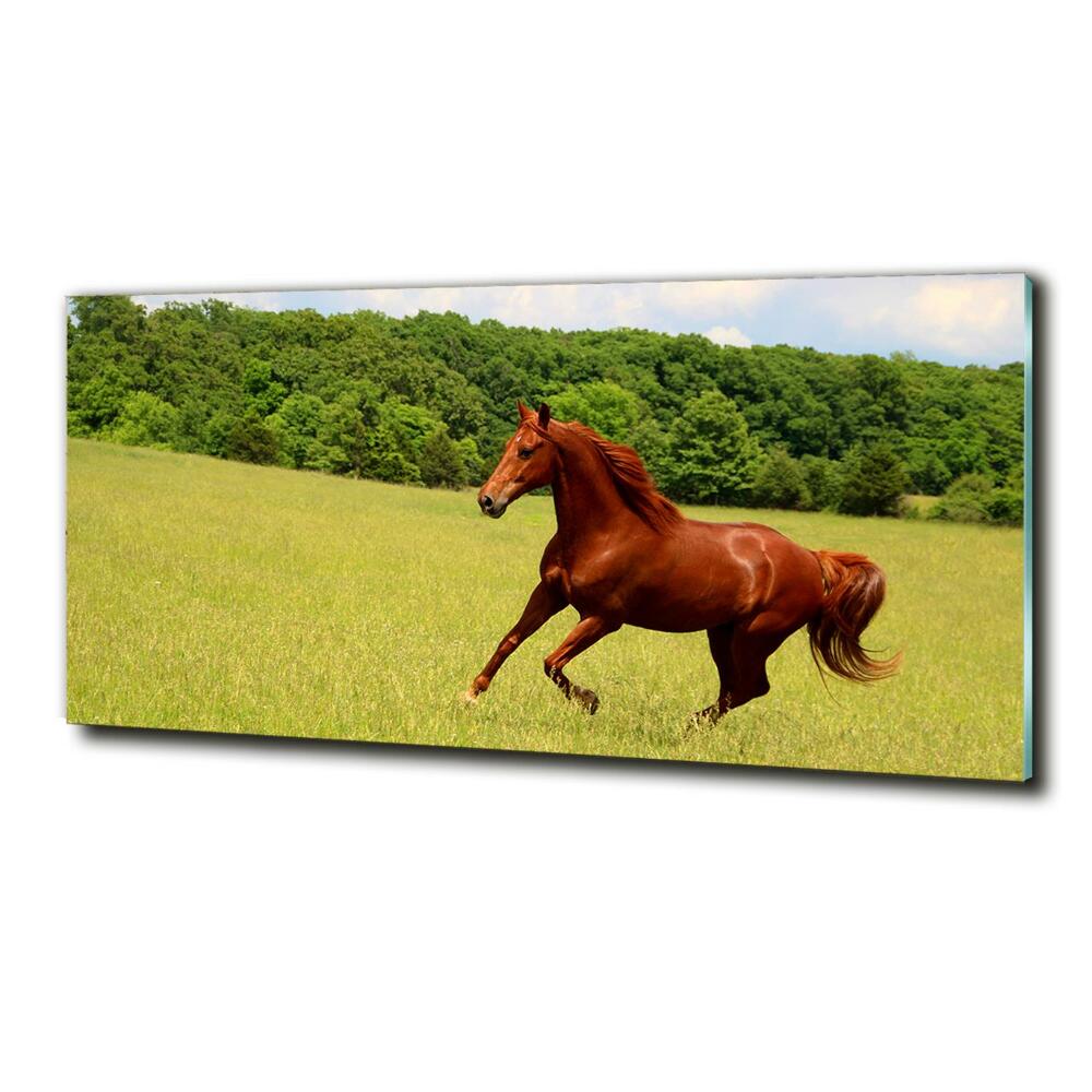 Tableau en verre Cheval dans un pré