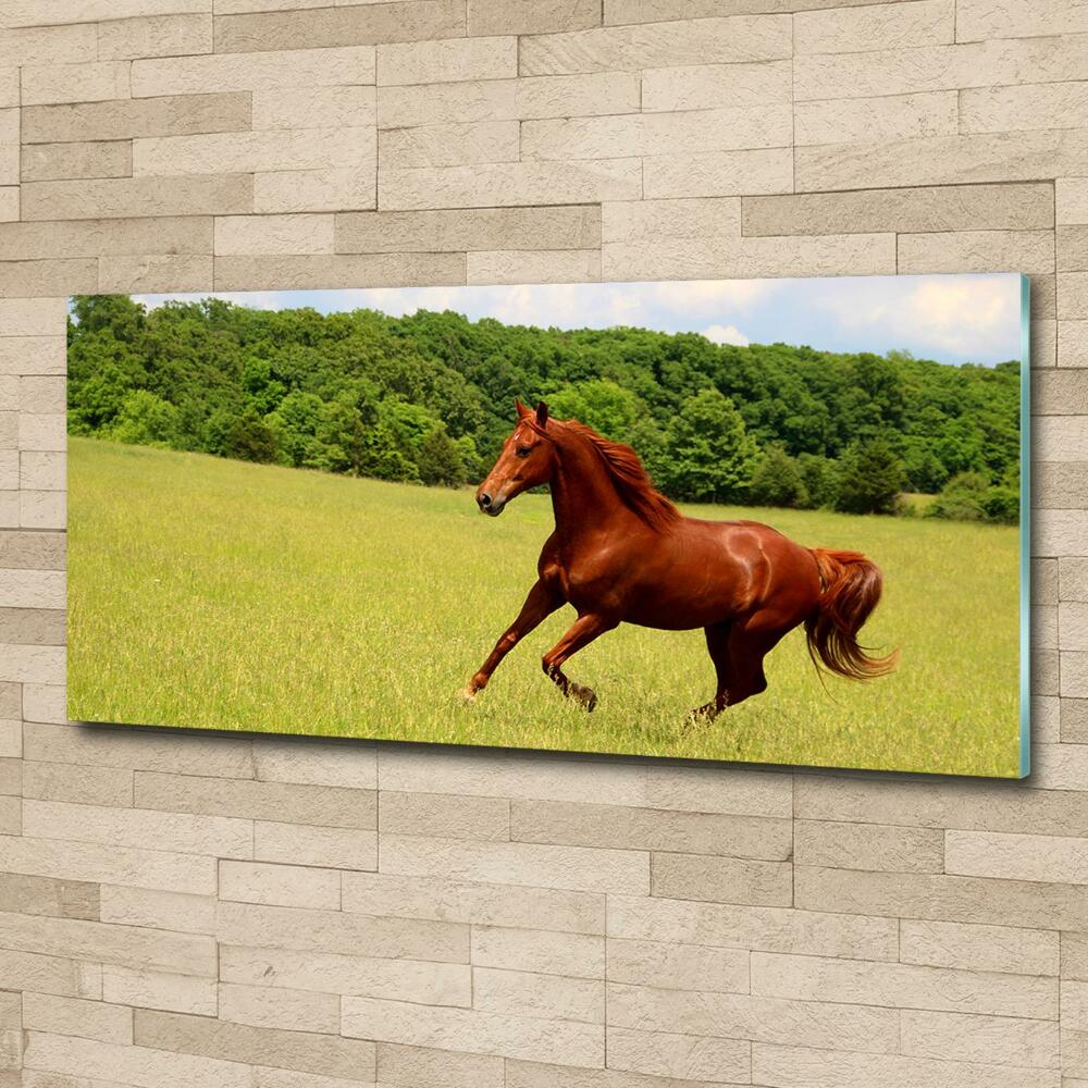 Tableau en verre Cheval dans un pré