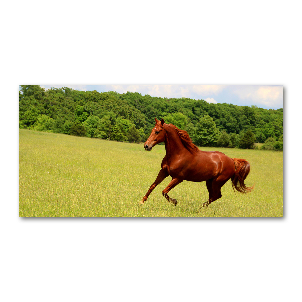 Tableau en verre Cheval dans un pré