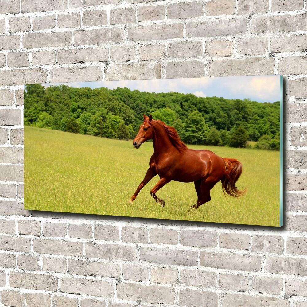 Tableau en verre Cheval dans un pré